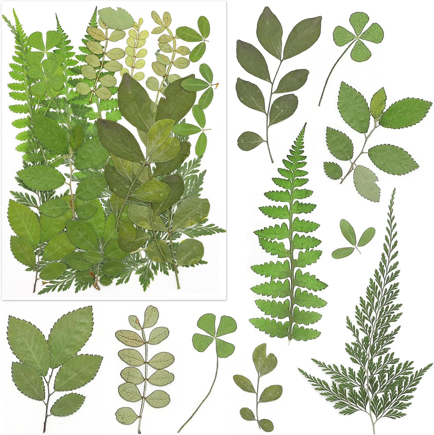 140 Pcs Real Dried Pressed Flowers Leaves Petals for Crafts
