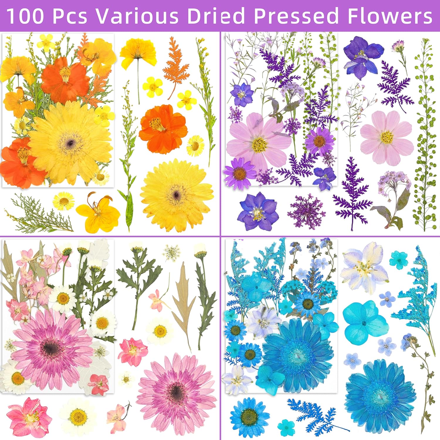 100 Pcs Dried Pressed Daisies for Resin Crafts